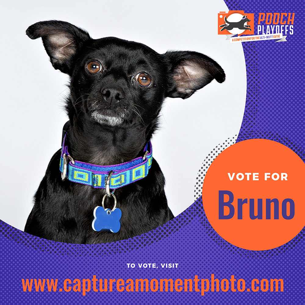 Pooch Playoffs Design Elements Voting for Pooch Playoffs 2023 - Happening NOW!